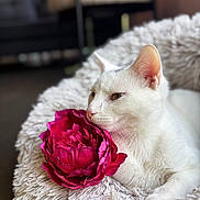 Pitchounet participe au concours pour gagner de l'argent avec cette photo : cat, white_cat, flower, pink_flower, fluffy_bed, pet, indoor, closeup, relaxed, cozy, feline, animal, soft_texture, resting, cute, domestic, portrait, sleepy, whiskers, pet_bed