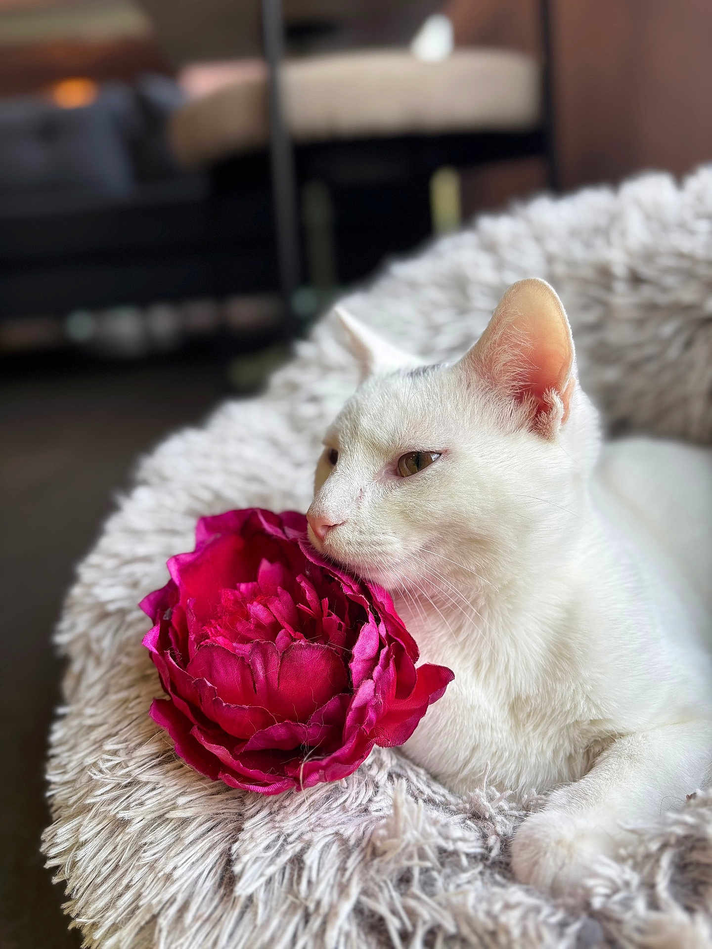 Pitchounet participe au concours pour gagner de l'argent avec cette photo : cat, white_cat, flower, pink_flower, fluffy_bed, pet, indoor, closeup, relaxed, cozy, feline, animal, soft_texture, resting, cute, domestic, portrait, sleepy, whiskers, pet_bed