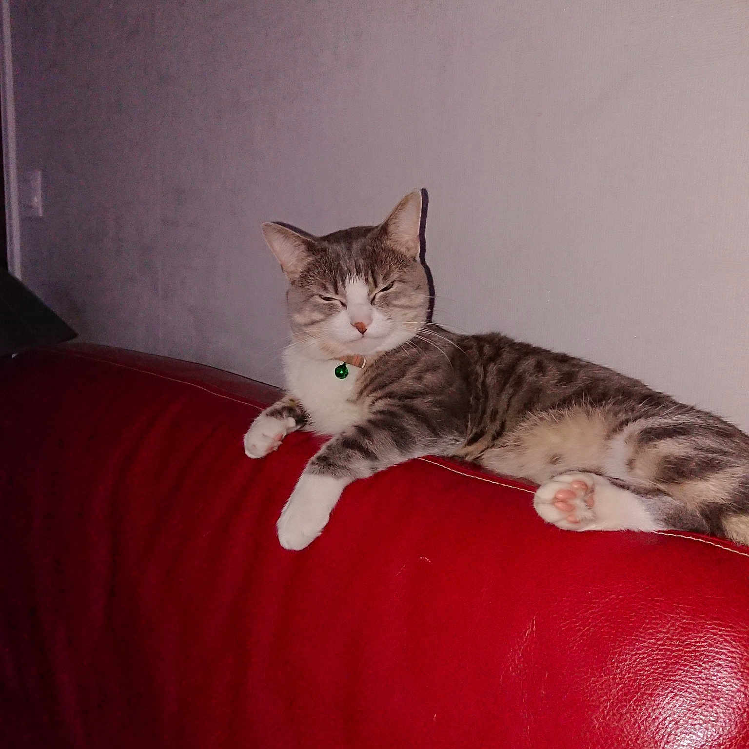 Milo participe au concours pour gagner de l'argent avec cette photo : american_shorthair, asian, carnivore, cat, domestic_short_haired_cat, dragon_li, european_shorthair, felidae, kitten, mammal, small_to_medium_sized_cats, whiskers