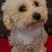 Babygirl joined the competition — help win amazing prizes! dog, white_dog, curly_fur, jewelry, necklace, red_carpet, cushion, indoor, pet, animal, cute, small_dog, fluffy, decorative, sitting, looking_away, close_up, accessory, furniture, domestic