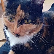 Uguette participe au concours pour gagner de l'argent avec cette photo : cat, calico, close_up, indoor, furniture, chair, television, wooden, floor, pet, resting, animal, fur, whiskers, eyes, cozy, domestic, living_room, relaxing, comfort