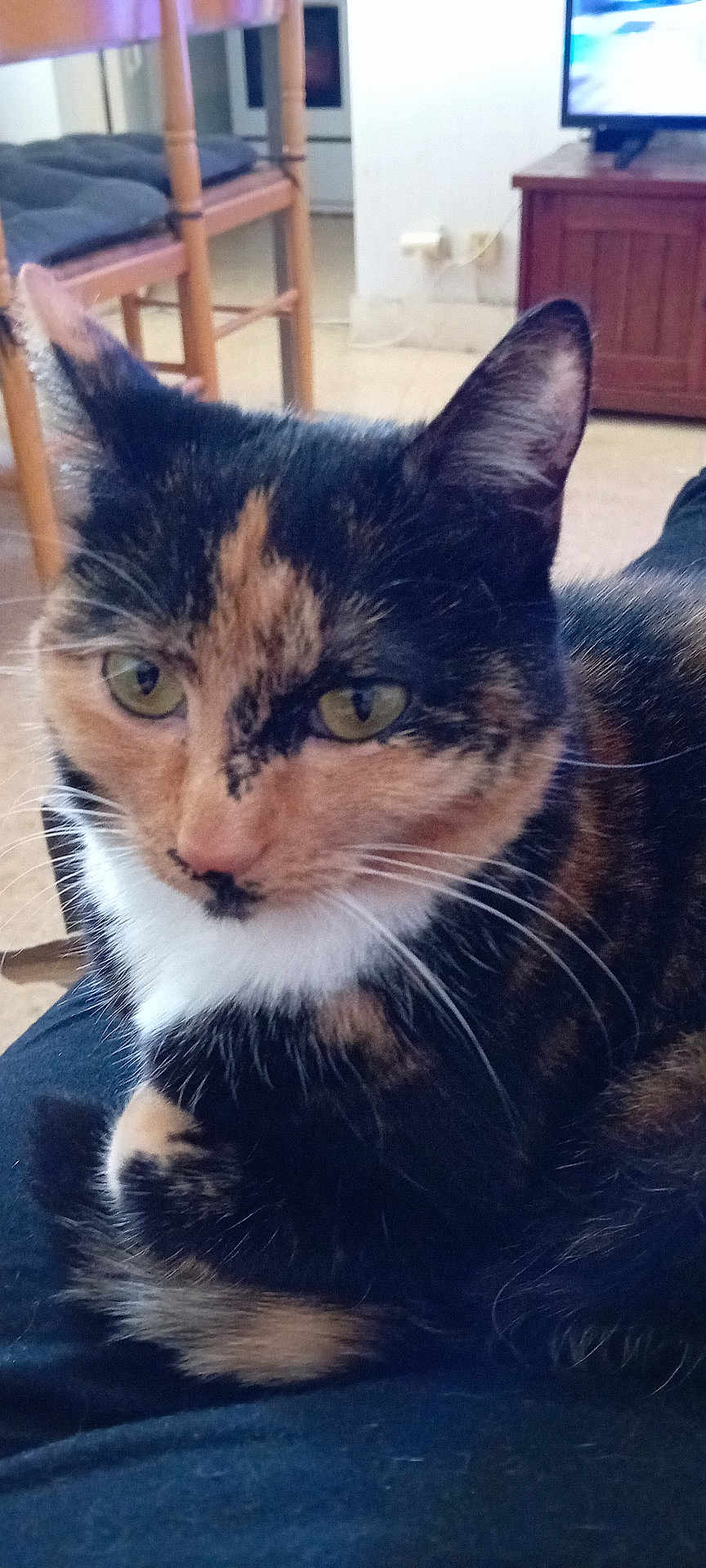 Uguette participe au concours pour gagner de l'argent avec cette photo : cat, calico, close_up, indoor, furniture, chair, television, wooden, floor, pet, resting, animal, fur, whiskers, eyes, cozy, domestic, living_room, relaxing, comfort