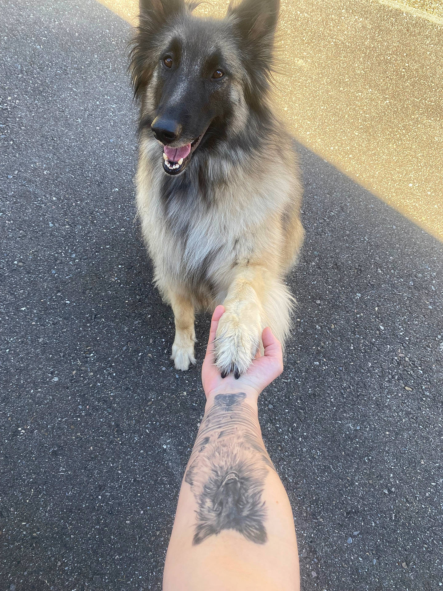 Shyla a rejoint le concours — aidez-le/la à gagner de superbes lots ! accessories, adult, animal, ankle, arm, bodypart, canine, dog, germanshepherd, hand, indoors, male, man, person, pet, puppy, skin, strap, tattoo, wrist