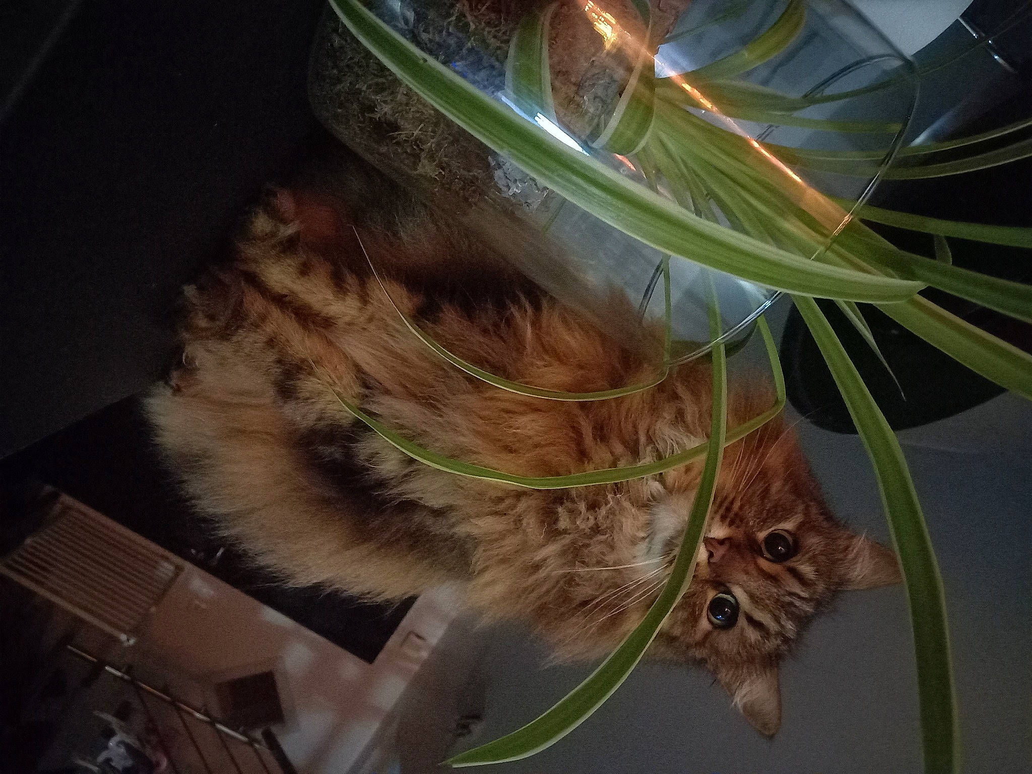 Lilas participe au concours pour gagner de l'argent avec cette photo : arecales, carnivore, cat, domestic_short_haired_cat, eyewear, fashion_accessory, fawn, feather, felidae, fur, grass, iris, plant, small_to_medium_sized_cats, snout, tail, terrestrial_animal, terrestrial_plant, whiskers, wing