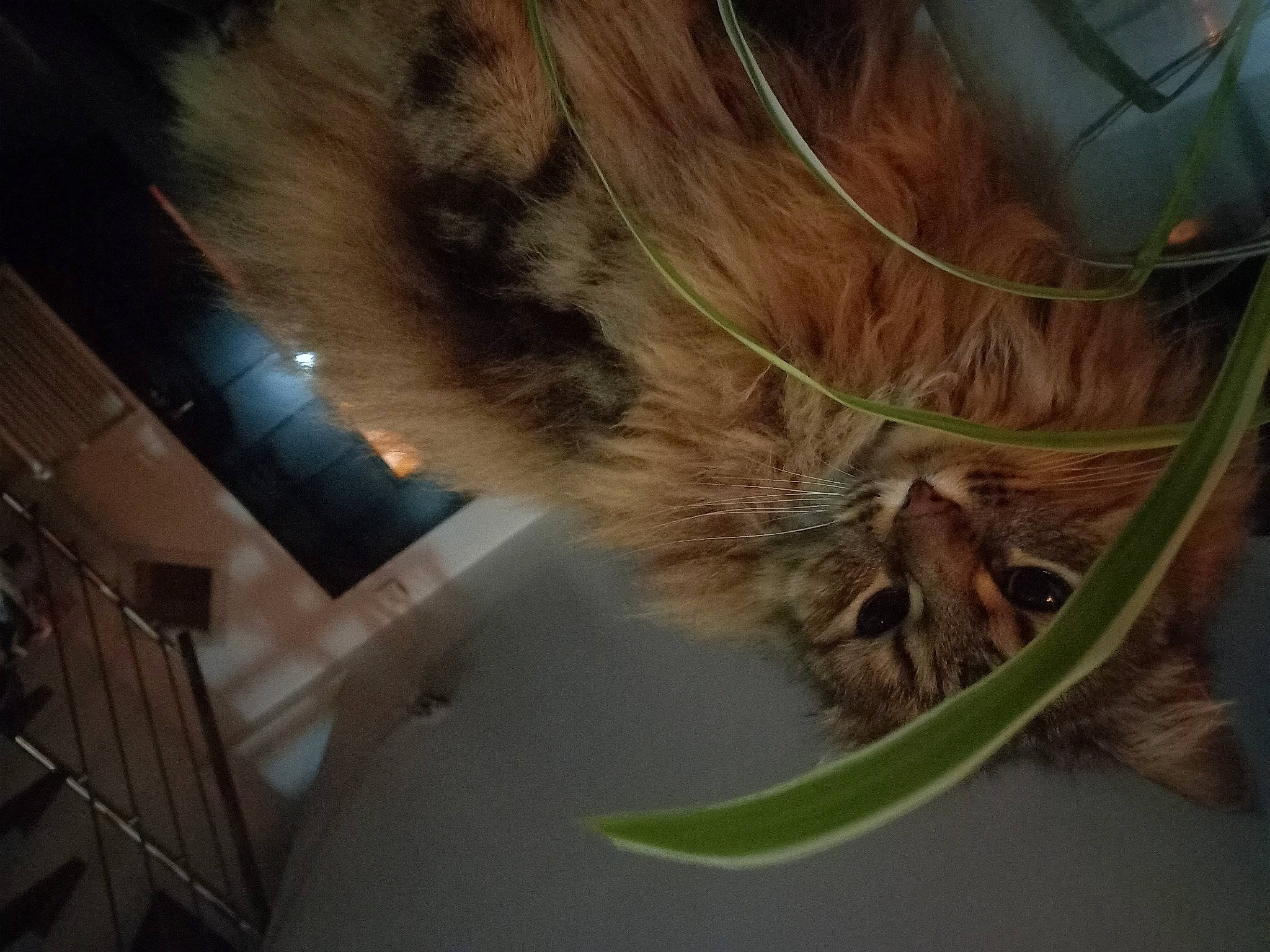 Lilas a rejoint le concours — aidez-le/la à gagner de superbes lots ! canidae, carnivore, claw, dog_breed, domestic_short_haired_cat, fawn, feather, felidae, fur, hardwood, service, small_to_medium_sized_cats, snout, sporting_group, tail, terrestrial_animal, whiskers, wildlife, wing, wood