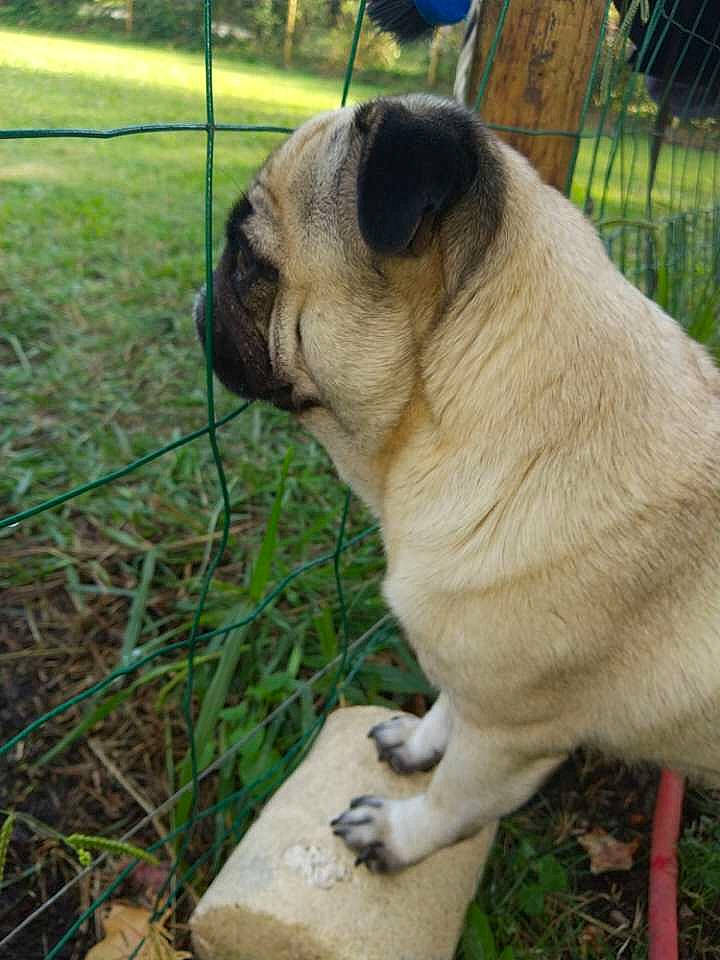 Kaïlla a rejoint le concours — aidez-le/la à gagner de superbes lots ! ancient_dog_breeds, canidae, carnivore, companion_dog, dog, dog_breed, fence, grass, plant, pug, puppy, snout, sporting_group, tail, terrestrial_animal, toy_dog, tree, whiskers, working_animal, wrinkle