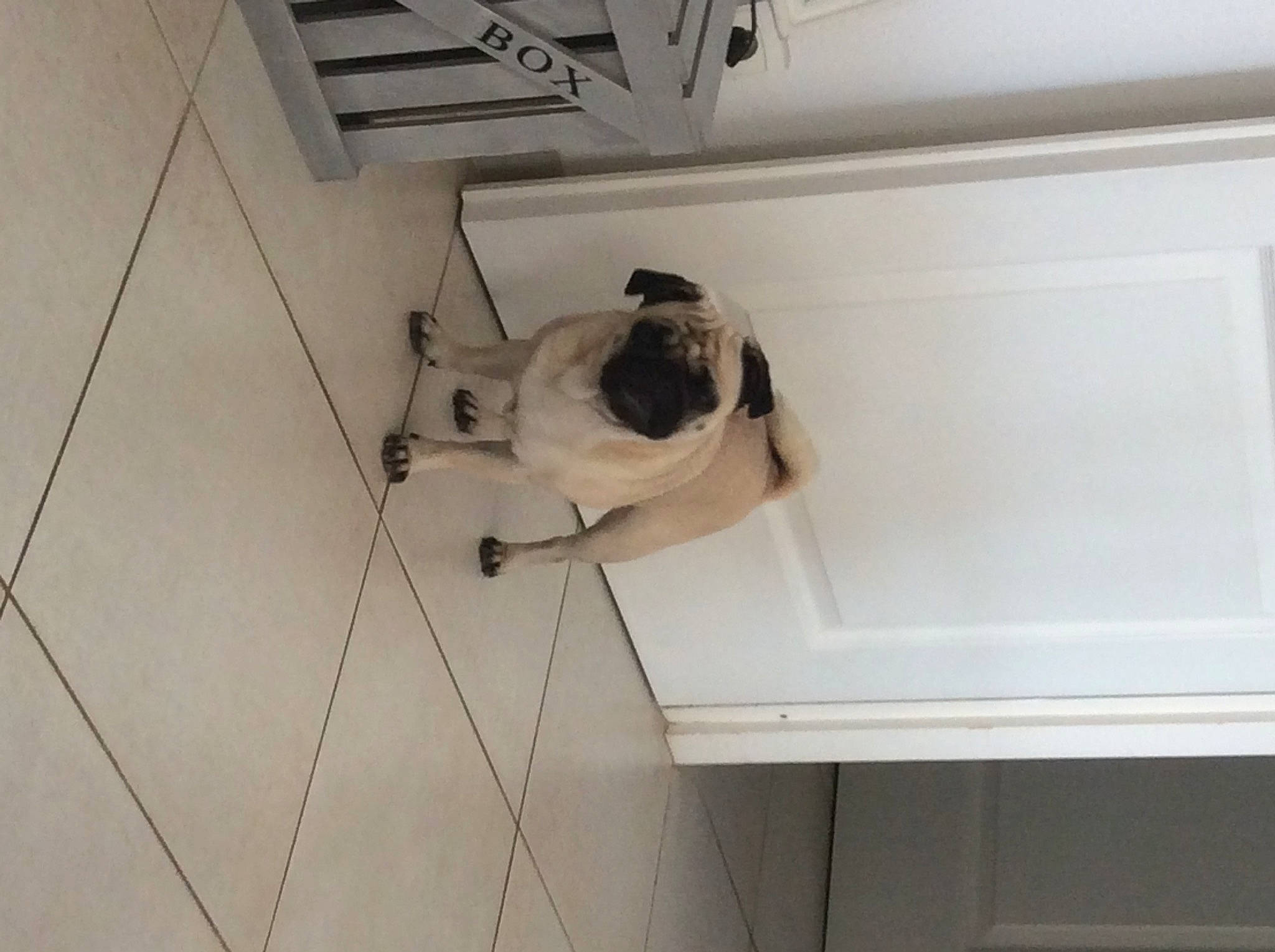 Kaïlla a rejoint le concours — aidez-le/la à gagner de superbes lots ! canidae, carnivore, ceiling, companion_dog, dog, dog_breed, door, fawn, floor, flooring, hardwood, pet_supply, room, snout, sporting_group, tail, tile, wood, wood_flooring, working_animal