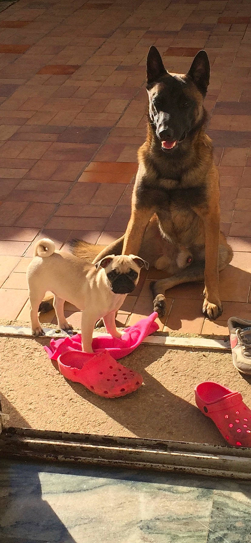 Kaïlla a rejoint le concours — aidez-le/la à gagner de superbes lots ! canidae, carmine, carnivore, collar, companion_dog, dog, dog_breed, dog_collar, dog_supply, fawn, leash, mammal, pet_supply, pug, snout, sporting_group, tail, toy_dog, vertebrate, working_animal