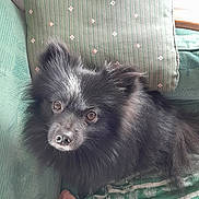 Volt a rejoint le concours — aidez-le/la à gagner de superbes lots ! dog, black_dog, fluffy, pet, indoors, cushion, blanket, sofa, close_up, looking_up, cozy, fur, ears, nose, eyes, home, comfort, resting, cute, animal