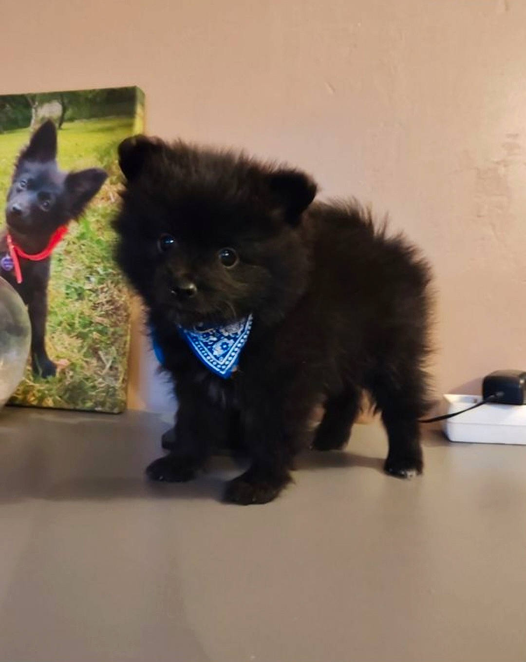 accessories, affenpinscher, animal, ball, canine, cat, chow, cockerspaniel, dog, eskimodog, furniture, kitten, papillon, pet, plant, pottedplant, puppy, sport, table, tennis