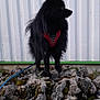 Volt a rejoint le concours — aidez-le/la à gagner de superbes lots ! dog, black_dog, fluffy, red_harness, rock, outdoor, animal, pet, standing, side_view, fence, metal_wall, grass, nature, leash, canine, portrait, curious, quiet, daylight