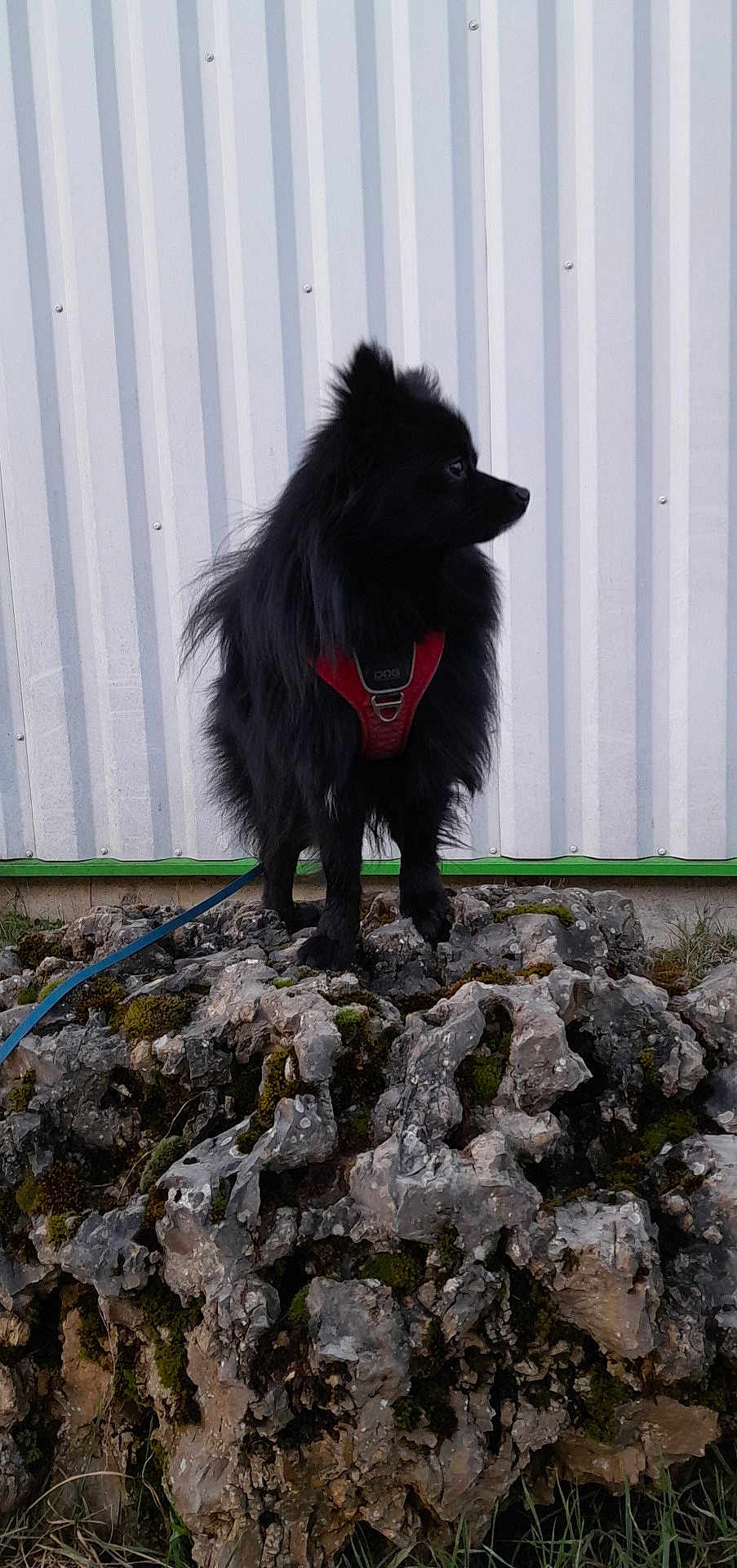 Volt a rejoint le concours — aidez-le/la à gagner de superbes lots ! dog, black_dog, fluffy, red_harness, rock, outdoor, animal, pet, standing, side_view, fence, metal_wall, grass, nature, leash, canine, portrait, curious, quiet, daylight