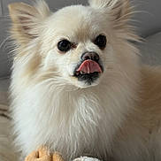 Gunnar is registered to the contest to win money with this photo: dog, fluffy, white, tongue, licking, ears, toy, plush, pet, cute, animal, indoor, closeup, face, fur, nose, expression, companion, portrait, relaxed