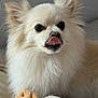 dog, fluffy, white, tongue, licking, ears, toy, plush, pet, cute, animal, indoor, closeup, face, fur, nose, expression, companion, portrait, relaxed