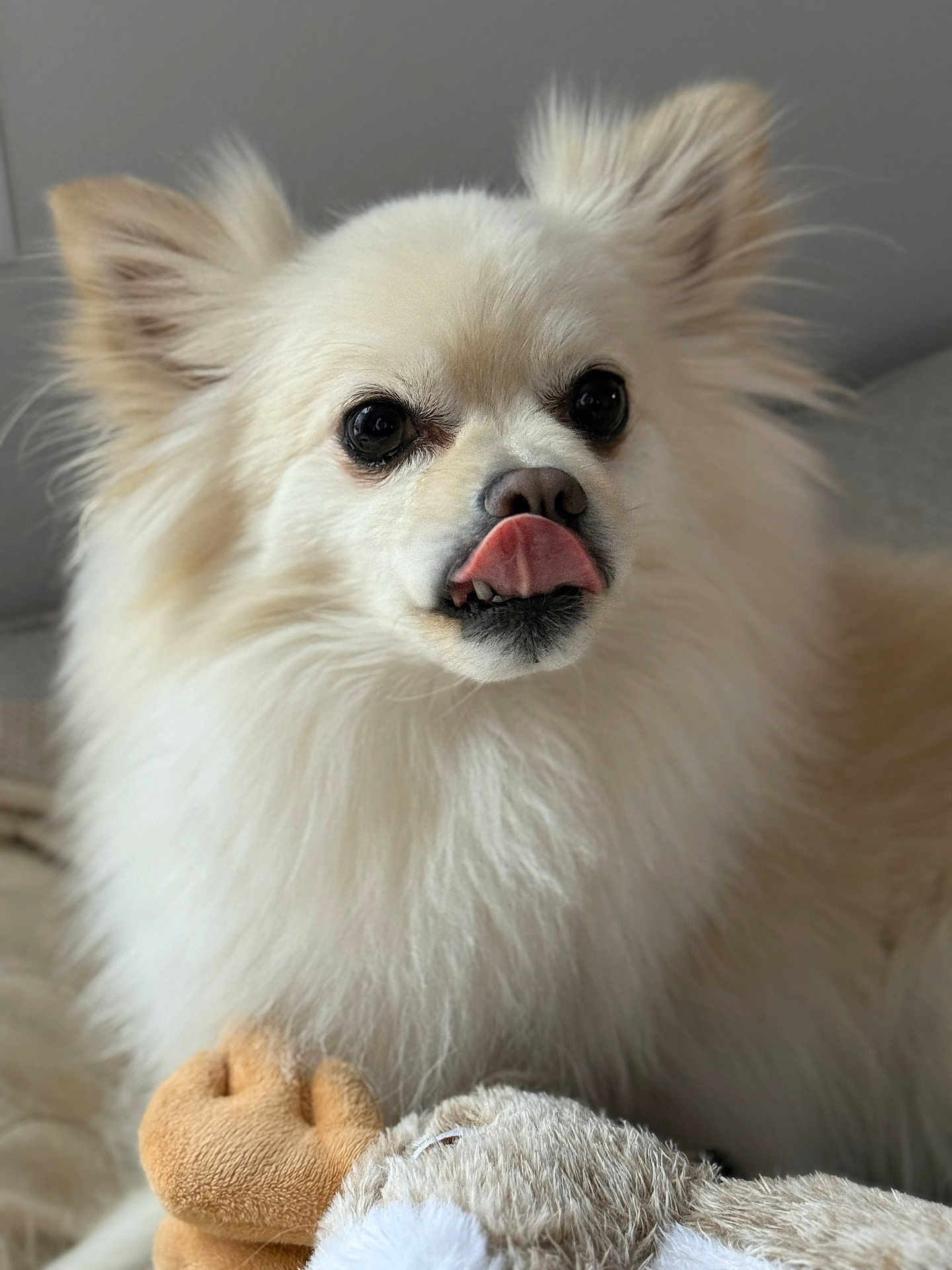 Gunnar is registered to the contest to win money with this photo: dog, fluffy, white, tongue, licking, ears, toy, plush, pet, cute, animal, indoor, closeup, face, fur, nose, expression, companion, portrait, relaxed