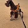 Bootz is registered to the contest to win money with this photo: dog, beach, sand, leash, harness, ocean, cloudy_sky, pet, outdoor, animal, brown_dog, fur, canine, walking, daylight, nature, seaside, sky, vacation, companion