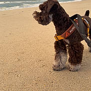Bootz joined the competition — help win amazing prizes! dog, beach, sand, ocean, cloudy_sky, harness, pet, curly_fur, brown_dog, outdoor, animal, walking, leash, nature, coast, sea, canine, summer, vacation, daytime