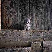 Felix participe au concours pour gagner de l'argent avec cette photo : kitten, cat, gray_cat, wood, wooden_beam, wooden_wall, rustic, animal, pet, feline, small, curious, texture, nature, outdoor, stone, closeup, young, cute, sitting