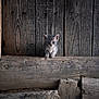 animal, cat, closeup, curious, cute, feline, gray_cat, kitten, nature, outdoor, pet, rustic, sitting, small, stone, texture, wood, wooden_beam, wooden_wall, young
