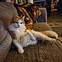 cat, orange_cat, fluffy_cat, couch, blanket, indoor, living_room, furniture, pet, relaxed, fur, orange_and_white, cozy, home, domestic_animal, mammal, animal, resting, comfort, warm_lighting