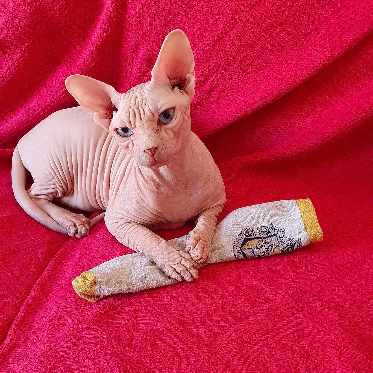 Nestor a rejoint le concours — aidez-le/la à gagner de superbes lots ! angora, animal, bed, blanket, bulldog, canine, cat, crawling, dog, egyptiancat, frenchbulldog, furniture, indoors, interiordesign, kitten, person, pet, puppy, quilt, siamese