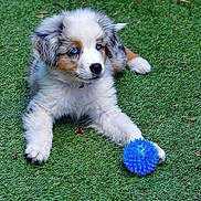 Alaska a rejoint le concours — aidez-le/la à gagner de superbes lots ! puppy, australian_shepherd, blue_eyes, grass, blue_ball, toy, playful, fur, outdoor, pet, animal, cute, young_dog, paw, nature, greenery, small_dog, fluffy, lying_down, daylight