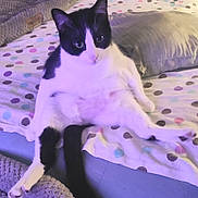 Bugz is registered to the contest to win money with this photo: animal, bed, black_and_white, blanket, cat, cozy, cute, domestic, feline, fur, indoor, looking_at_camera, pet, pillow, polka_dot, relaxed, resting, sitting, tail, whiskers