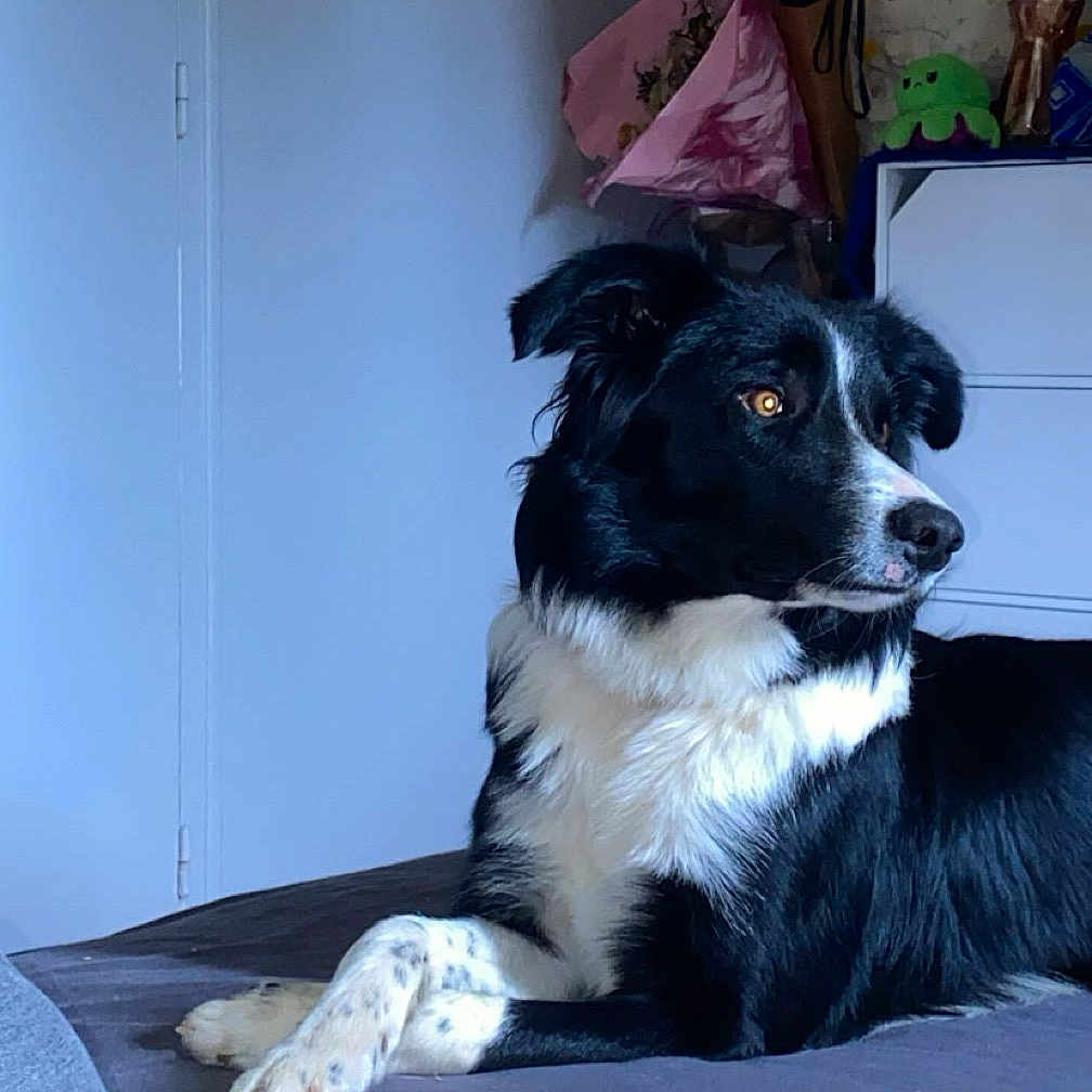 Usko a rejoint le concours — aidez-le/la à gagner de superbes lots ! animal, architecture, ball, bed, bedroom, blanket, canine, couch, cushion, dog, furniture, homedecor, indoors, interiordesign, pet, puppy, room, sport, tennis, tennisball