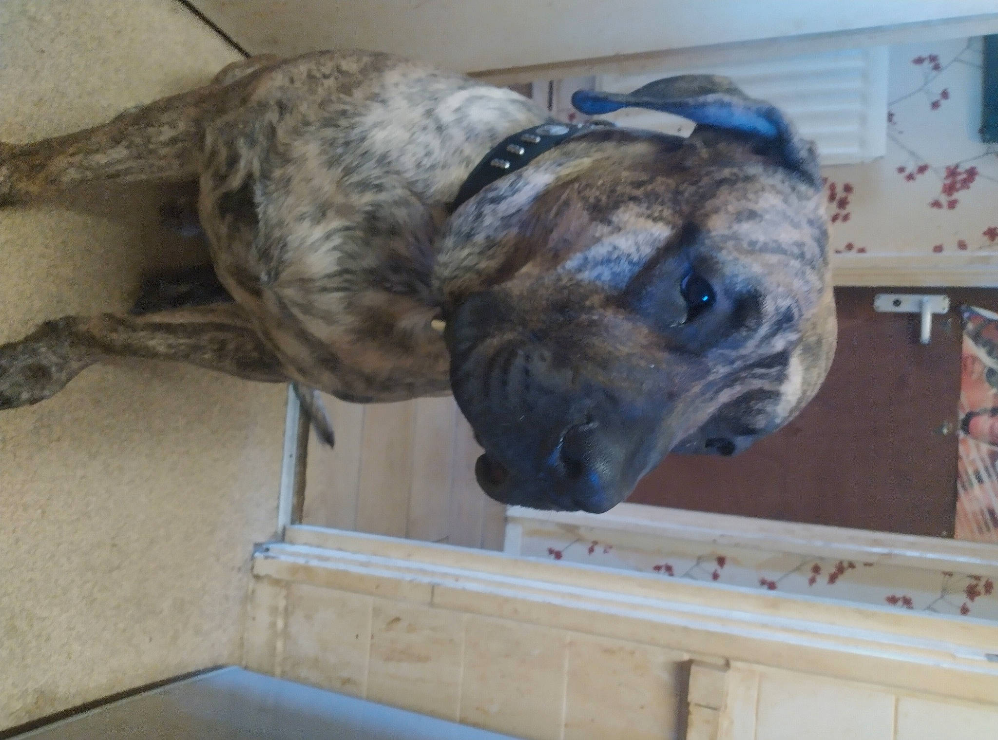 Bane joined the competition — help win amazing prizes! ancient_dog_breeds, canidae, carnivore, companion_dog, dog, dog_breed, fawn, non_sporting_group, snout, sporting_group, terrestrial_animal, wood, working_animal, working_dog, wrinkle