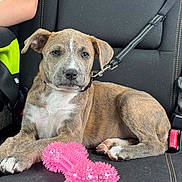 Sky Grace is registered to the contest to win money with this photo: puppy, dog, brindle, car_seat, seatbelt, toy, pink, chew_toy, pet, animal, relaxed, young, cute, indoor, leash, canine, paw, fur, companion, travel
