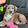puppy, dog, brindle, car_seat, seatbelt, toy, pink, chew_toy, pet, animal, relaxed, young, cute, indoor, leash, canine, paw, fur, companion, travel