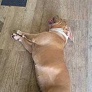 Tayra a rejoint le concours — aidez-le/la à gagner de superbes lots ! dog, pet, lying_down, brown_coat, wooden_floor, food_bowl, kibble, sleeping, indoor, paw, tail, snout, ear, muzzle, relaxed, domestic_animal, companion, tiled_floor, top_view, open_mouth