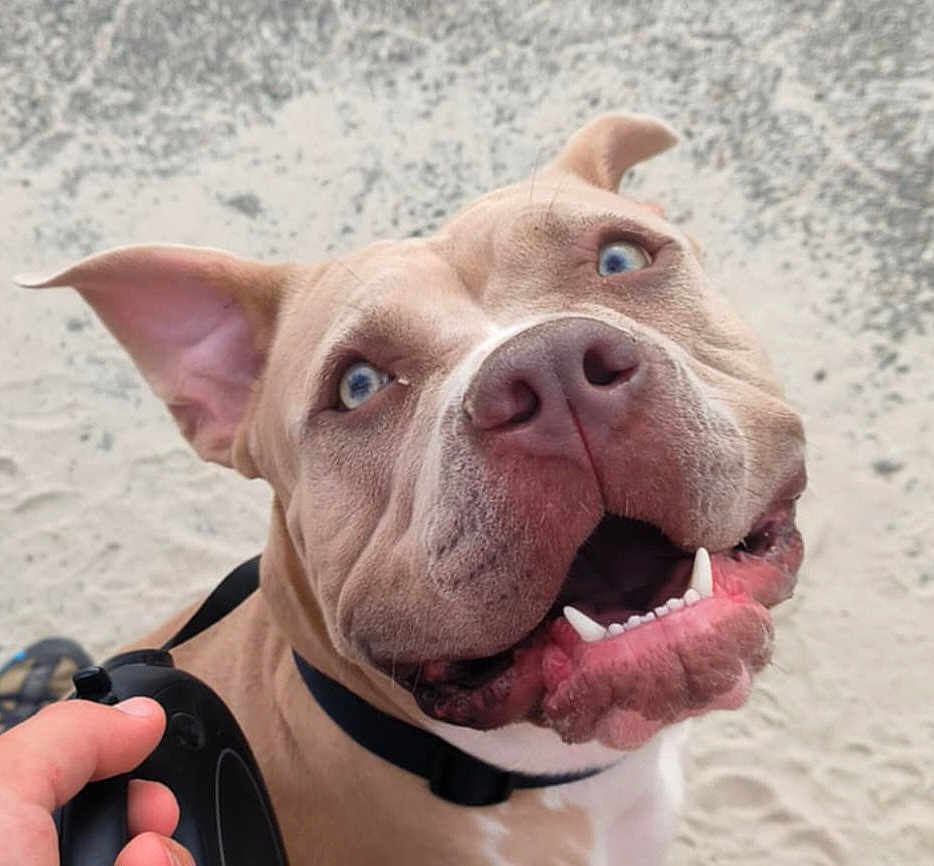 Tayra a rejoint le concours — aidez-le/la à gagner de superbes lots ! dog, pitbull, pet, close_up, muzzle, teeth, tongue, leash, collar, happy, playful, sandy, beach, outdoors, owner_hand, expression, blue_eyes, nose, ears, portrait