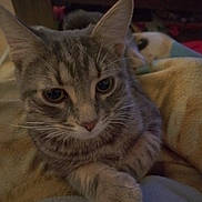 Tora a rejoint le concours — aidez-le/la à gagner de superbes lots ! cat, tabby, pet, animal, close_up, whiskers, ears, paw, feline, cute, cozy, blanket, indoor, relaxed, fur, mammal, domestic, resting, soft, curious