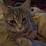 animal, blanket, cat, close_up, cozy, curious, cute, domestic, ears, feline, fur, indoor, mammal, paw, pet, relaxed, resting, soft, tabby, whiskers