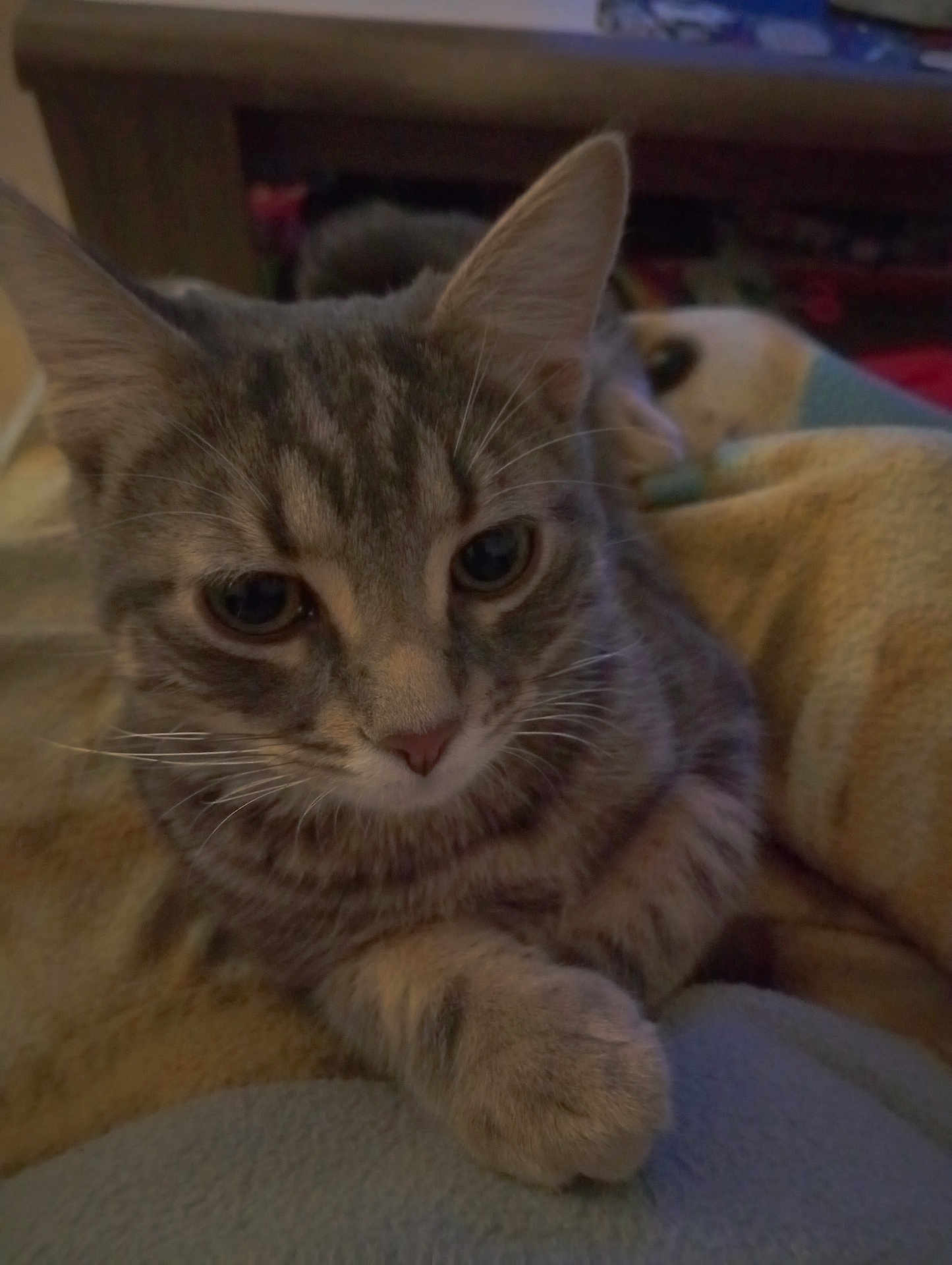 Tora a rejoint le concours — aidez-le/la à gagner de superbes lots ! cat, tabby, pet, animal, close_up, whiskers, ears, paw, feline, cute, cozy, blanket, indoor, relaxed, fur, mammal, domestic, resting, soft, curious
