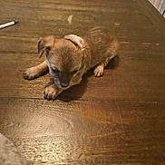 Zuma joined the competition — help win amazing prizes! puppy, dog, brown, wooden_table, pen, penny, indoor, small, cute, pet, animal, fur, sitting, home, tabletop, young, domestic, looking_down, curious, sleepy