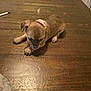 puppy, dog, brown, wooden_table, pen, penny, indoor, small, cute, pet, animal, fur, sitting, home, tabletop, young, domestic, looking_down, curious, sleepy