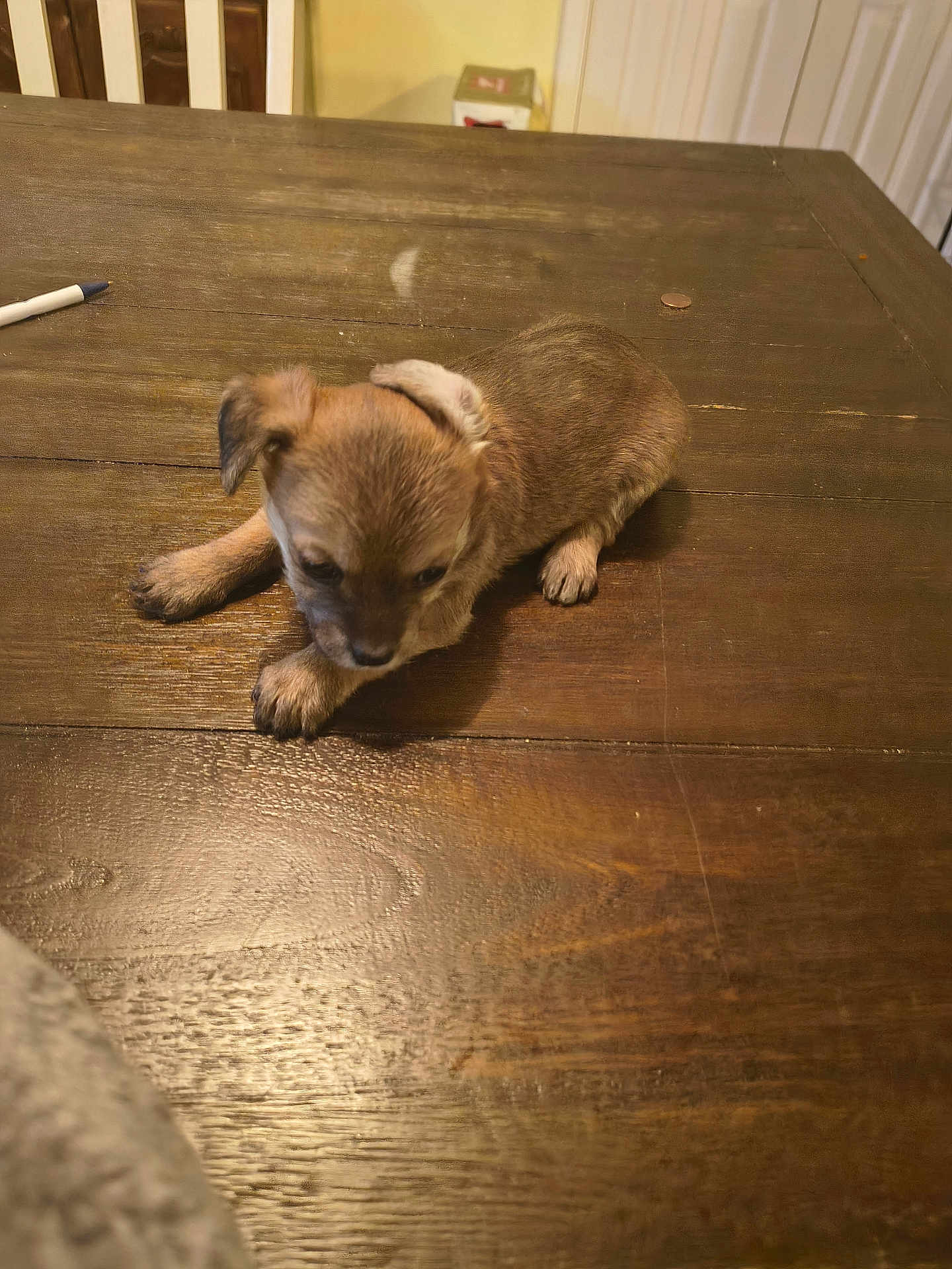 Zuma joined the competition — help win amazing prizes! puppy, dog, brown, wooden_table, pen, penny, indoor, small, cute, pet, animal, fur, sitting, home, tabletop, young, domestic, looking_down, curious, sleepy