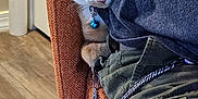 Oscar is registered to the contest to win money with this photo: blue_bell, cat, chair, clothing, collar, curious, domestic_animal, furniture, granite_countertop, home, indoor, orange_cat, pants, peeking, person, pet, relaxed, seated, shirt, wooden_floor