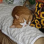 Oscar is registered to the contest to win money with this photo: animal, bag, blanket, cat, closeup, comfort, couch, cozy, domestic, fluffy, furniture, home, indoor, orange_tabby, pet, relaxation, resting, sleeping, soft_texture, sunflower_pattern
