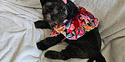 Gracie Mae joined the competition — help win amazing prizes! adorable, animal, black_dog, blanket, bow, colorful_clothing, cute, dog, dress, floral_pattern, fur, head_tilt, indoor, looking_at_camera, lying_down, pet, puppy, resting, small_dog, soft_texture
