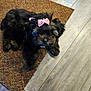 Gracie Mae is registered to the contest to win money with this photo: adorable, animal, black_fur, bow, companion, cute, dog, domestic_animal, flooring, fluffy, fur, home, indoor, laying_down, pet, pet_accessory, puppy, relaxed, rug, small_dog