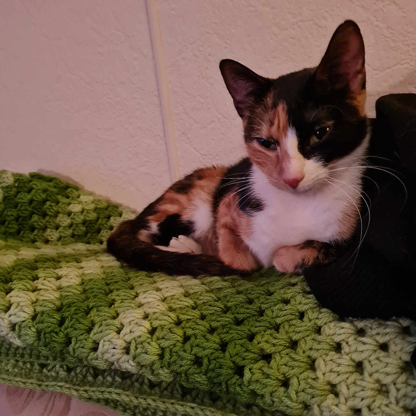 Gizmo joined the competition — help win amazing prizes! animal, blanket, calico, cat, comfort, cozy, crochet, cute, feline, fur, green, home, indoor, pet, relaxed, resting, soft_lighting, texture, wall, whiskers