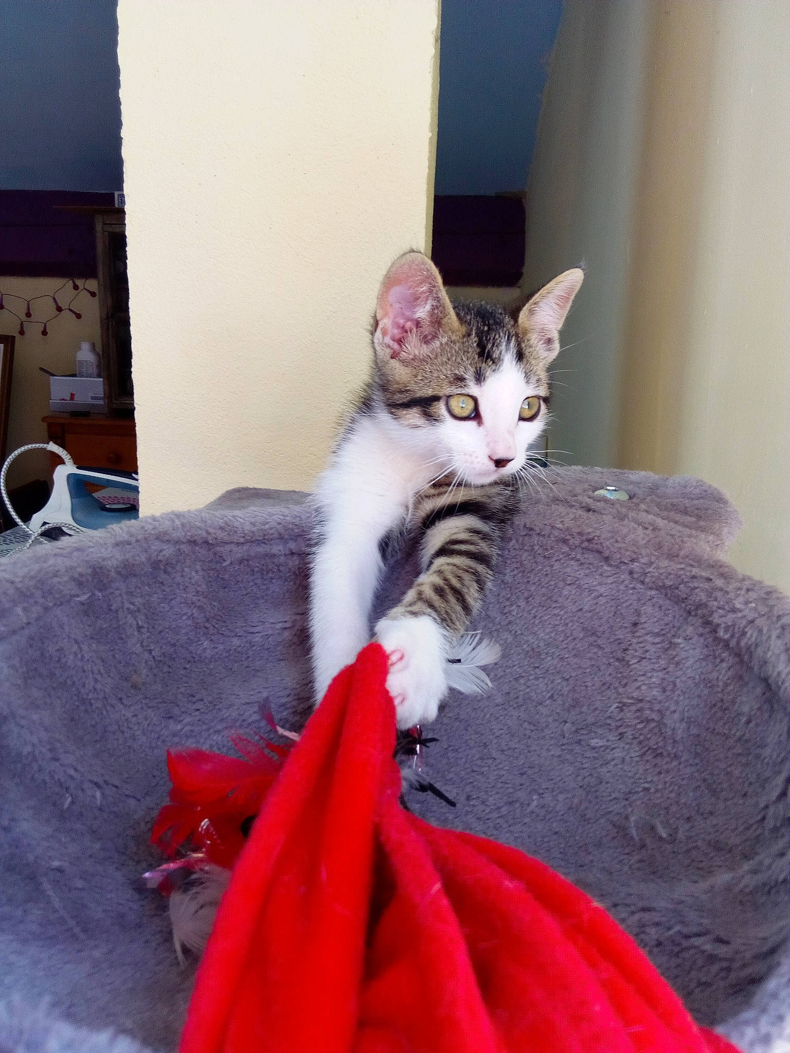 Pirate a rejoint le concours — aidez-le/la à gagner de superbes lots ! aegean_cat, asian, carnivore, cat, devon_rex, domestic_short_haired_cat, european_shorthair, felidae, german_rex, kitten, mammal, oriental_longhair, oriental_shorthair, small_to_medium_sized_cats, whiskers