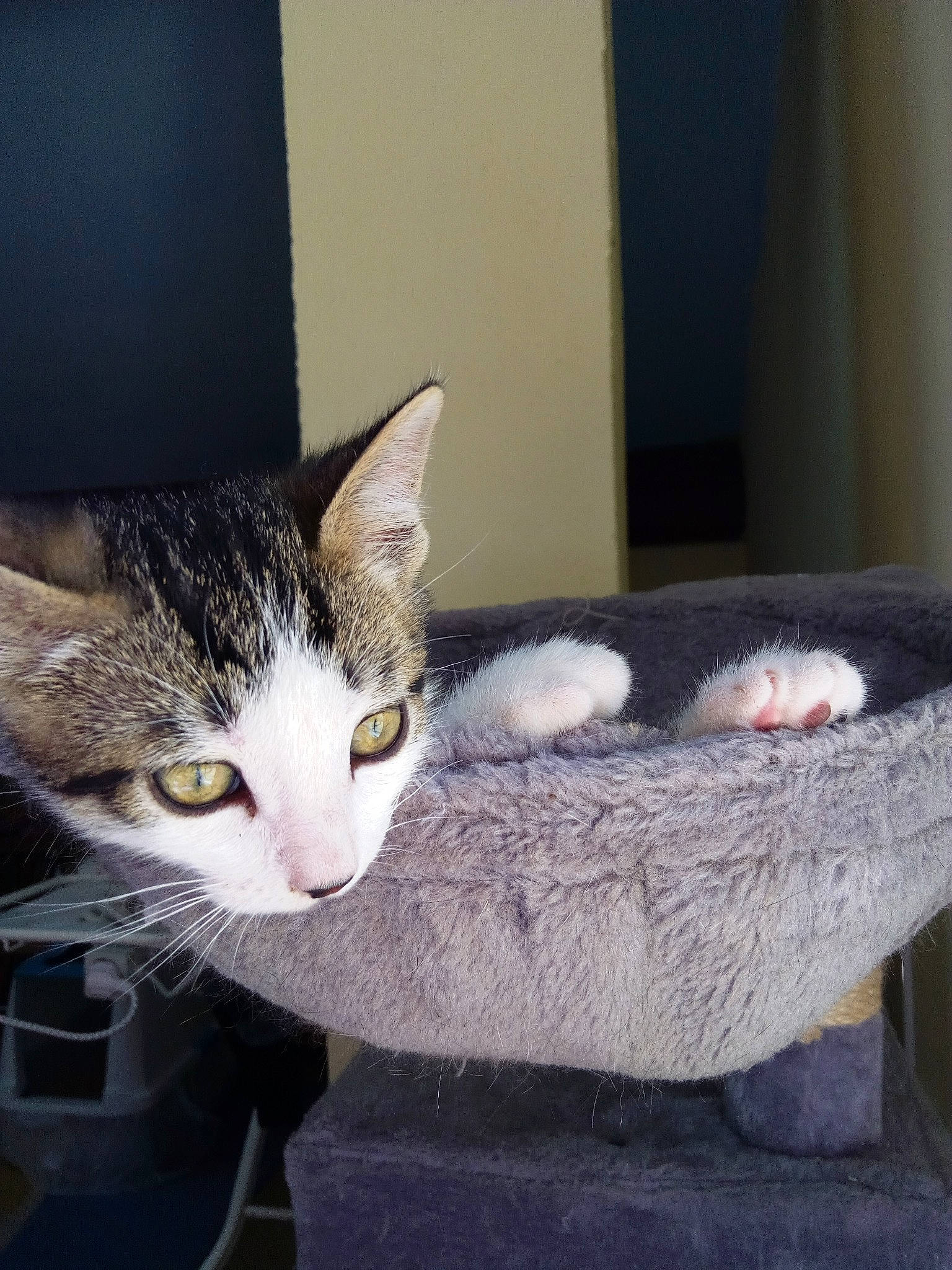 Pirate participe au concours pour gagner de l'argent avec cette photo : aegean_cat, american_shorthair, american_wirehair, basket, carnivore, cat, domestic_short_haired_cat, european_shorthair, felidae, kitten, polydactyl_cat, small_to_medium_sized_cats, tabby_cat, whiskers