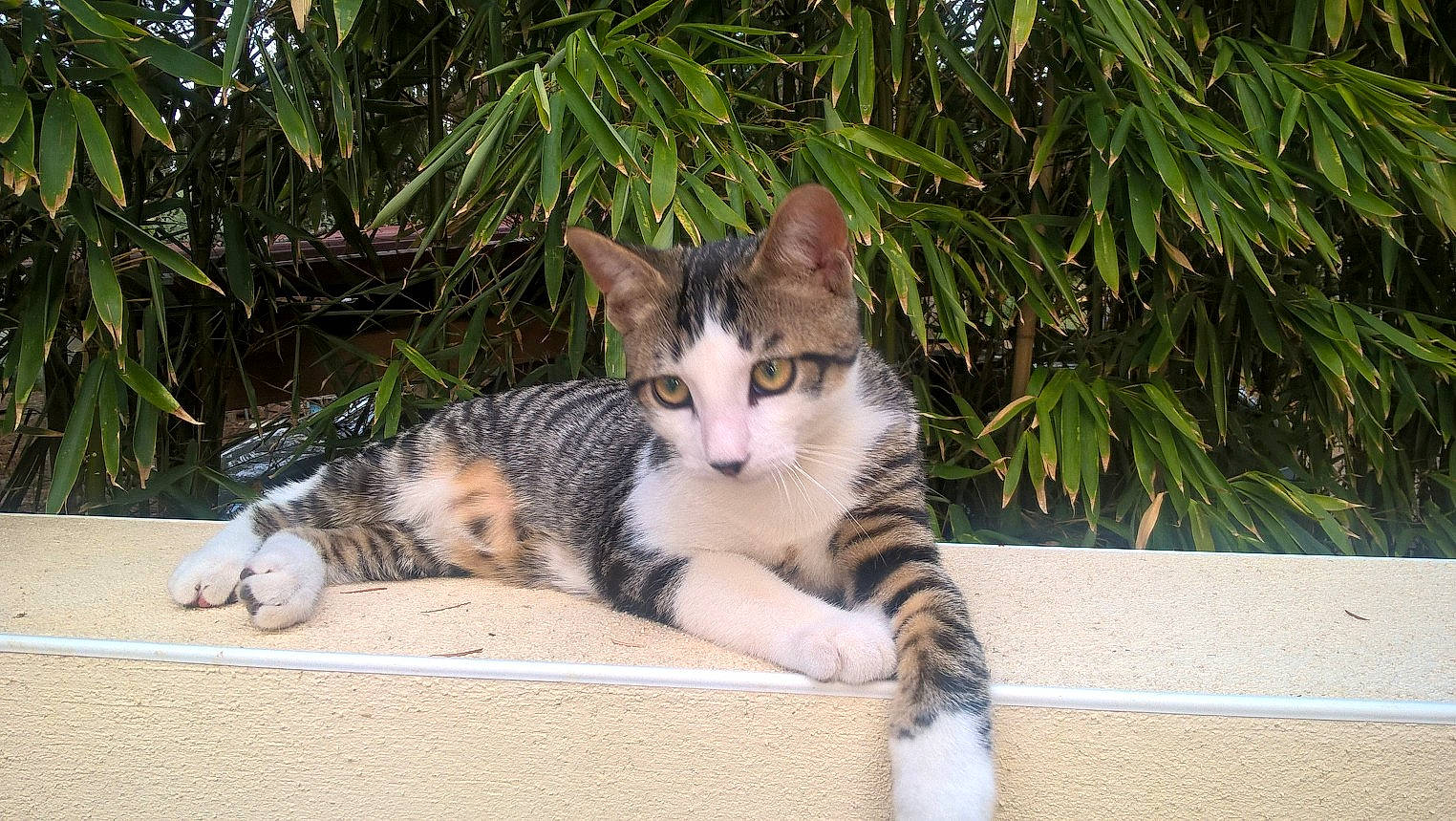 Pirate a rejoint le concours — aidez-le/la à gagner de superbes lots ! aegean_cat, american_shorthair, american_wirehair, asian, carnivore, cat, domestic_short_haired_cat, dragon_li, european_shorthair, felidae, kitten, mammal, plant, polydactyl_cat, small_to_medium_sized_cats, tabby_cat, tree, vertebrate, whiskers