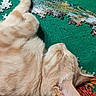 cat, tabby_cat, orange_cat, fur, ear, nose, whiskers, sleeping, puzzle, jigsaw_puzzle, green_background, colorful, relaxing, indoor, close_up, animal, pet, soft, texture, resting