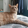 cat, ginger_cat, animal, pet, bed, bedspread, pattern, indoor, furniture, mirror, clothes, hanger, relaxed, lying_down, whiskers, ears, fur, home, cozy, domestic