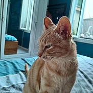 Moustique participe au concours pour gagner de l'argent avec cette photo : cat, ginger_cat, bed, bedroom, mirror, window, natural_light, indoor, furniture, reflection, calm, pet, animal, fur, whiskers, ears, soft_light, cozy, texture, resting